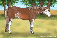 Horse Color:Liver Chestnut Sabino