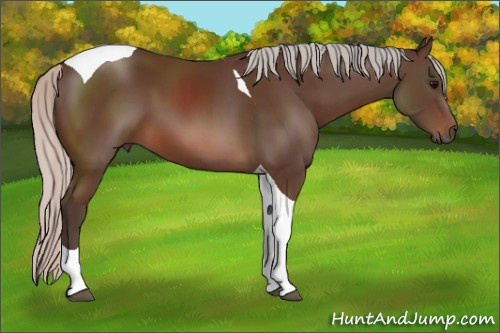 Horse Color: Silver Brown Sabino Tobiano 