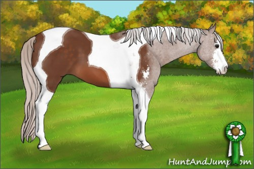 Horse Color: Silver Bay Sabino Tobiano 