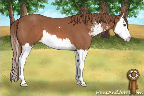 Horse Color: Liver Chestnut Sabino Splash 