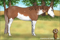 Horse Color:Liver Chestnut Sabino Splash 