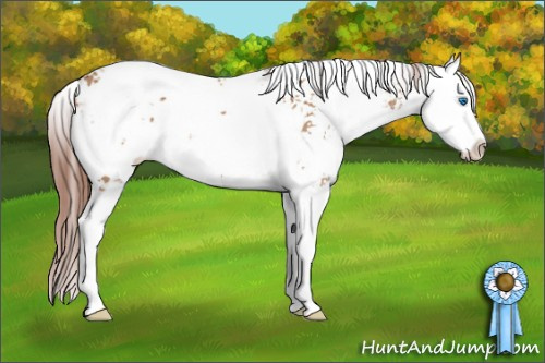 Horse Color: Liver Red Dun Sabino Splash 