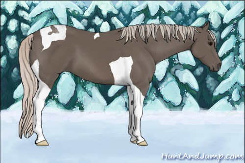 Horse Color: Silver Black Sabino Tobiano 