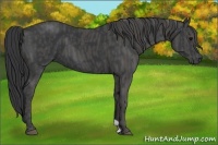 Horse Color:Black  Brindle