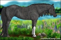 Horse Color:Black  Brindle