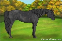Horse Color:Black  Brindle