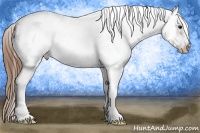 Horse Color:White Spotted Buckskin Frame Appaloosa 
