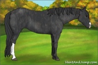 Horse Color:Black  Brindle
