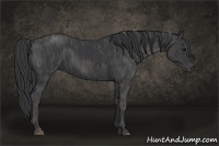 Horse Color:Black  Brindle