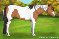 Horse Color:Bay Tobiano 