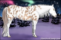 Horse Color:Amber Champagne Splash Appaloosa 