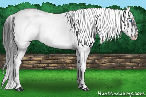 Horse Color: Blue Roan Frame 