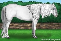 Horse Color:Blue Roan Frame