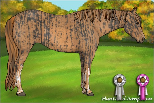Horse Color: Black  Brindle