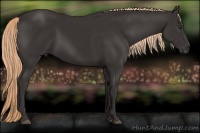 Horse Color:Liver Chestnut Rabicano 