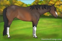 Horse Color:Brown 