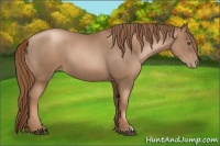 Horse Color:Liver Chestnut Pearl 