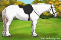 Horse Color:Liver Chestnut Frame 