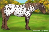 Horse Color:Liver Chestnut Appaloosa