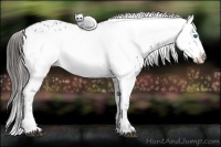 Horse Color:Liver Chestnut Frame 