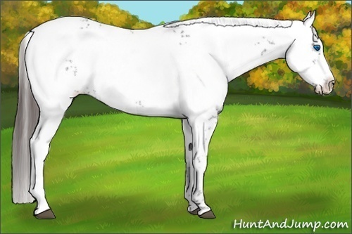 Horse Color: Liver Chestnut Frame 
