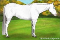 Horse Color:Liver Chestnut Frame 