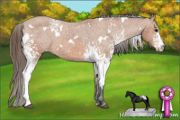 Horse Color:White Spotted Bay Appaloosa 