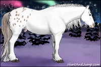 Horse Color:Black Pearl Appaloosa 