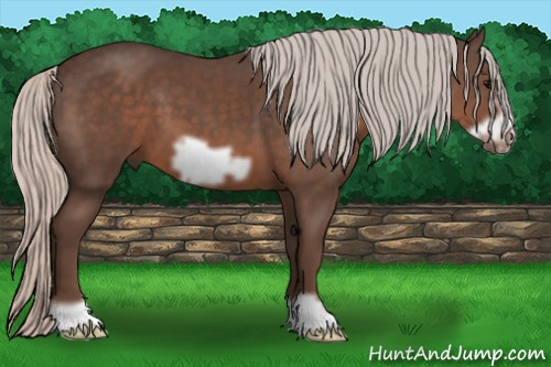 Horse Color: Silver Brown Frame 