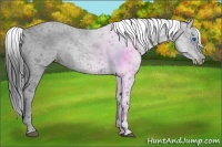 Horse Color:Black Frame 