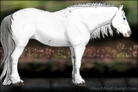 Horse Color:Liver Chestnut Frame 