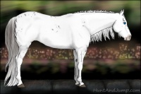 Horse Color:Liver Chestnut Frame 