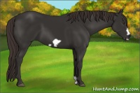Horse Color:Liver Chestnut Frame 