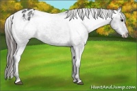 Horse Color:Black Ice Appaloosa 