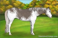 Horse Color:White Spotted Silver Black 