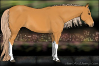 Horse Color:Chocolate Palomino 