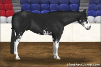 Horse Color:Gray Black Sabino
