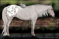 Horse Color:Silver Blue Roan Appaloosa 