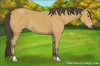 Horse Color:Buckskin 