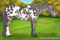 Horse Color:Brown Appaloosa Rabicano 