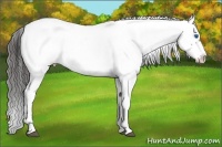 Horse Color:Liver Chestnut Frame 