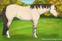 Horse Color:Buckskin Dun 