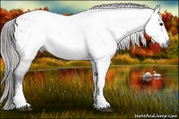 Horse Color:Gray White Spotted Brown Appaloosa 