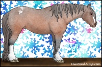 Horse Color:Brown Appaloosa 