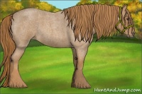 Horse Color:Red Roan 