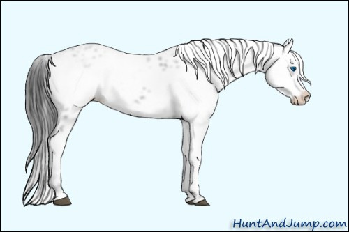Horse Color: Black Frame 