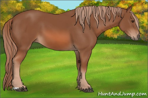 Horse Color: Unknown 