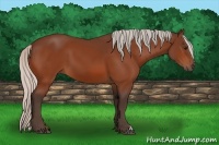 Horse Color:Silver Bay 