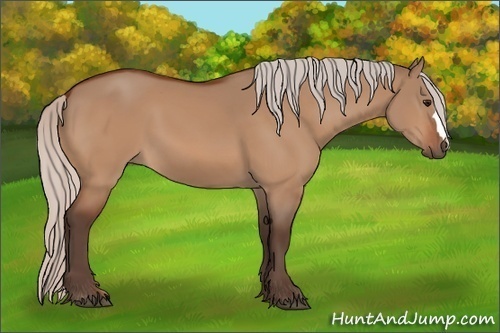 Horse Color: Unknown 