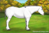 Horse Color:Liver Chestnut Frame 